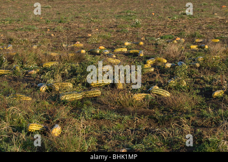 Zucchini in einem Feld warten auf die Ernte. Norfolk. Stockfoto