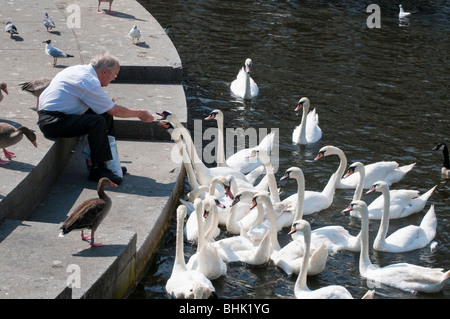 Mann Fuettert Alsterschwaene bin Rathaus, Hamburg, Deutschland | Mann, die Fütterung Alster Schwäne, Hamburg, Deutschland Stockfoto