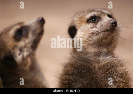 In der Nähe von ein paar Erdmännchen nach oben zeigt auf Wache Stockfoto