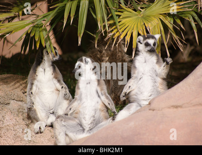 Gruppe von drei RING TAILED SELTENEN madagassischen Lemuren sitzt unter einer Palme Stockfoto