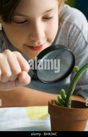 Junge Kaktus durch Lupe untersuchen Stockfoto