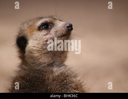 Nahaufnahme von Erdmännchen Erdmännchen Tier Gesichter auf der Suche nach oben auf Wache Stockfoto