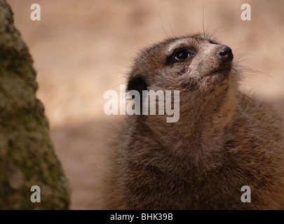 Nahaufnahme von Erdmännchen Erdmännchen Tier Gesichter auf der Suche nach oben auf Wache Stockfoto