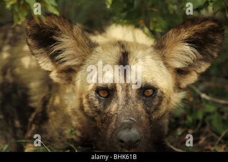 Afrikanischer Wildhund Nahaufnahme portrait Stockfoto
