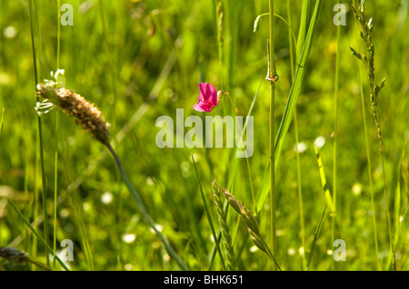 Geringerem Snapdragon (Misopates Orontium) wächst in einer Wiese Stockfoto