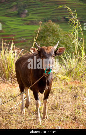 Kuh stehend in die Reisfelder in der Nähe von Ruteng, Indonesien Stockfoto