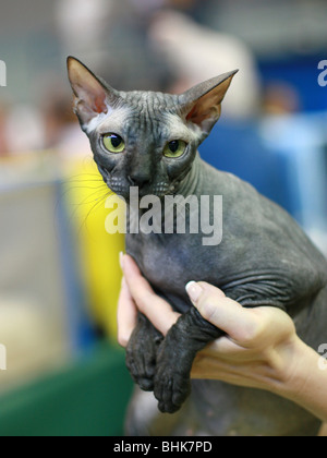 Rassekatze - auch bekannt als Canadian haarlose Sphynx haarlose Katze ist eine seltene Rasse der Katze bekannt für seinen Mangel an einen Mantel. Stockfoto