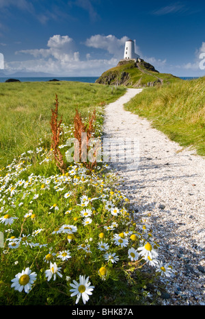 TWR Mawr Lighthouse and Wildflowers, Llanddwyn Island, in der Nähe von Newborough, Anglesey, North Wales, UK Stockfoto