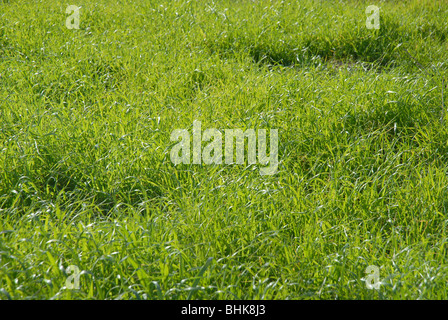 Wiese, Jalon Tal, Provinz Alicante, Comunidad Valenciana, Spanien Stockfoto