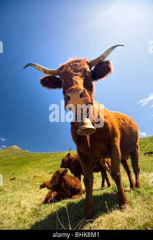 Sömmerung auf der Monts du Cantal Salers Kuh Weiden (Auvergne - Frankreich). Vache Salers À l'estive Dans Les Monts du Cantal. Stockfoto
