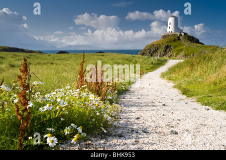 TWR Mawr Lighthouse and Wildflowers, Llanddwyn Island, in der Nähe von Newborough, Anglesey, North Wales, UK Stockfoto