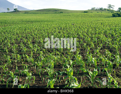 El Salvador. Agrarlandschaft. Mais-Feld. Stockfoto