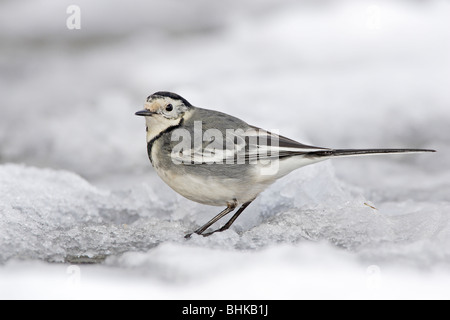 Trauerschnäpper Bachstelze im Schnee Stockfoto