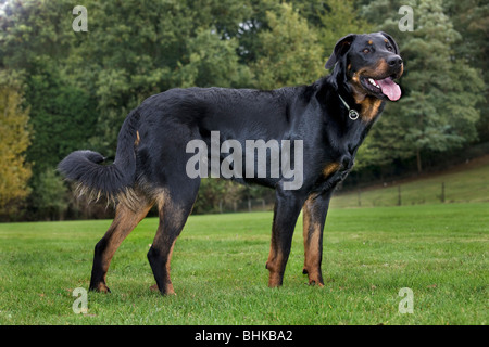 Hund Beauceron / Berger de Beauce / Bas Rouge (Canis Lupus Familiaris) im Garten Stockfoto