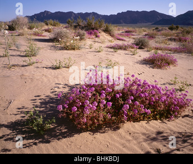 ARIZONA - Sand Eisenkraut und eine Wüste Lilie auf Mohawk Dünen in den Frühling mit den Mohawk-Bergen in der Ferne. Stockfoto