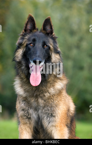 Belgischer Schäferhund Tervuren / Tervueren (Canis Lupus Familiaris) Hund im Garten Stockfoto