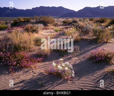 ARIZONA - Dune Schlüsselblumen und Sand Eisenkraut blüht am Mohawk Dünen im Frühling mit dem Mohawk-Berge in der Ferne. Stockfoto