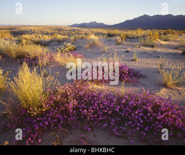 ARIZONA - Sand Eisenkraut und eine Wüste Lilie blüht im Frühling am Mohawk Dünen in den Frühling mit den Mohawk-Bergen im Stockfoto