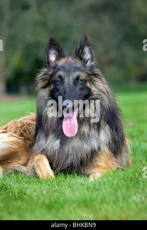 Belgischer Schäferhund Tervuren / Tervueren (Canis Lupus Familiaris) Hund im Garten Stockfoto