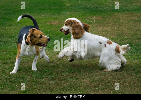 Beagle und English Cocker Spaniel (Canis Lupus Familiaris) spielen im Garten Stockfoto