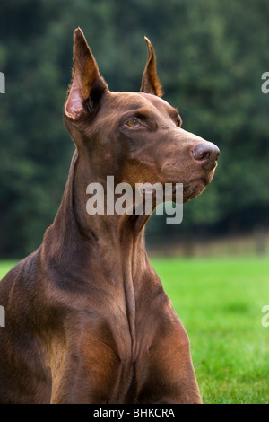 Dobermann / Pincher / Dobermann (Canis Lupus Familiaris) im Garten Stockfoto