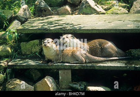 Europäischen Fischotter in einem Zoo (Lutra Lutra) Stockfoto