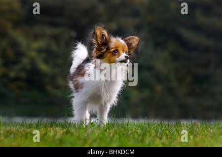 Papillon Hund (Canis Lupus Familiaris) im Garten Stockfoto