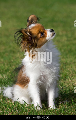 Papillon Hund (Canis Lupus Familiaris) im Garten Stockfoto