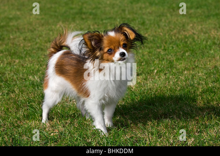 Papillon Hund (Canis Lupus Familiaris) im Garten Stockfoto