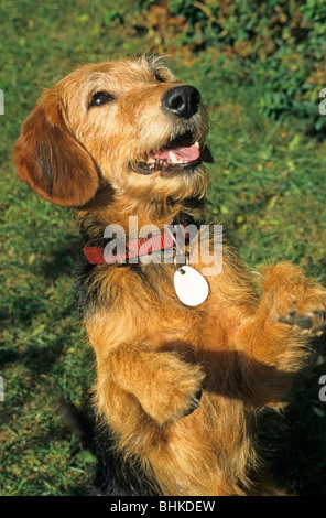 Hund sitzen und betteln Stockfoto