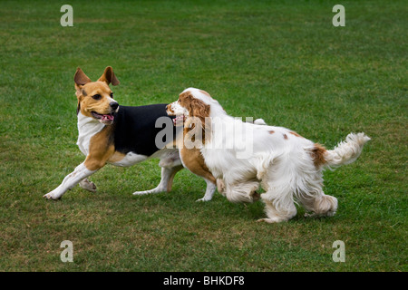 Beagle und English Cocker Spaniel (Canis Lupus Familiaris) spielen im Garten Stockfoto