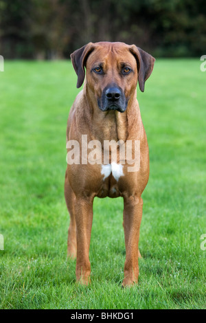 Rhodesian Ridgeback / African Lion Hound (Canis Lupus Familiaris) im Garten Stockfoto