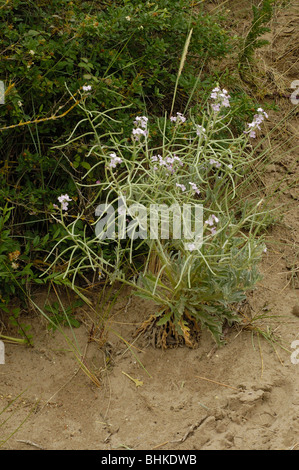 Meer-Lager, Matthiola sinuata Stockfoto