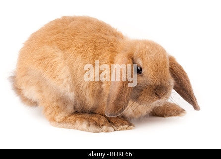 Miniature Lop, Kaninchen. Es ist auf einem weißen Hintergrund ausgeschnitten. Stockfoto