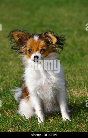 Papillon Hund (Canis Lupus Familiaris) im Garten Stockfoto