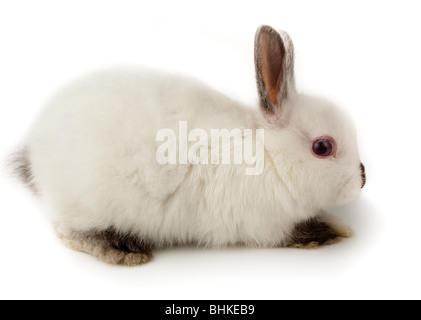 Schöne weiße Kaninchen. Es ist auf einem weißen Hintergrund ausgeschnitten. Stockfoto