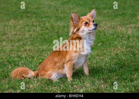 Papillon Hund (Canis Lupus Familiaris) auf Rasen im Garten sitzen Stockfoto