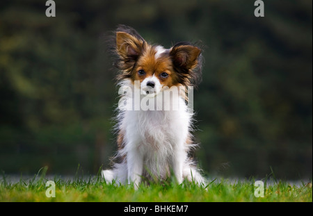 Papillon Hund (Canis Lupus Familiaris) im Garten Stockfoto