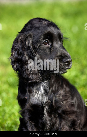 English Cocker Spaniel (Canis Lupus Familiaris) Welpen im Garten Stockfoto