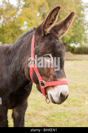 Porträt eines einzelnen braunen Esel in einem Grasfeld mit Bäumen Stockfoto