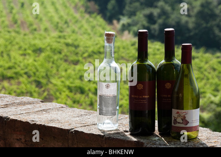 Farbloses Glas Grappa Flasche und Weinflaschen an einer Wand mit Blick auf den Weinberg woher sie kamen Stockfoto