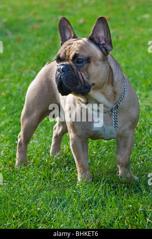 Französische Bulldogge (Canis Lupus Familiaris) im Garten Stockfoto