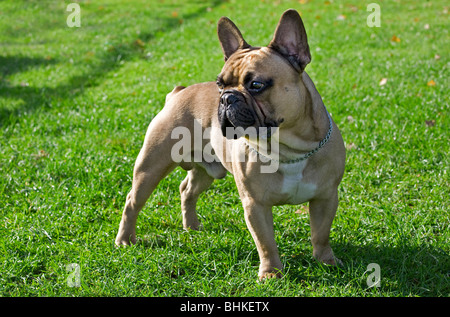 Französische Bulldogge (Canis Lupus Familiaris) im Garten Stockfoto