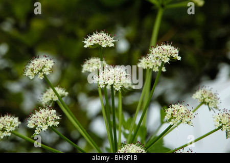 Hemlock Wasser-asiatische, Oenanthe crocata Stockfoto