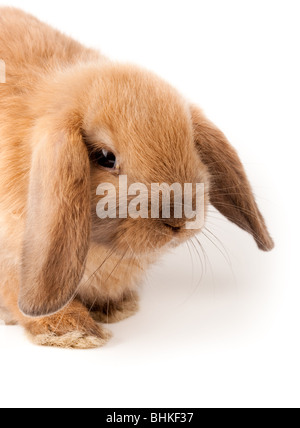 Miniature Lop, Kaninchen. Es ist auf einem weißen Hintergrund ausgeschnitten. Stockfoto