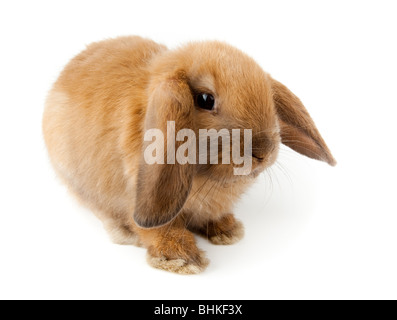 Miniature Lop, Kaninchen. Es ist auf einem weißen Hintergrund ausgeschnitten. Stockfoto