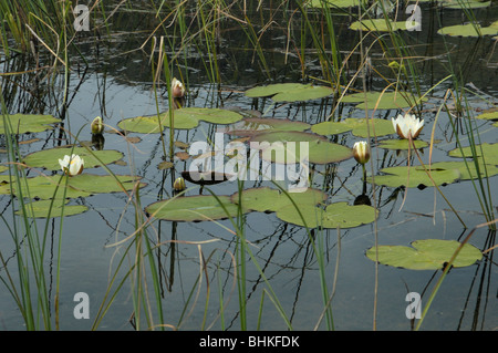 Weiße Seerose, Nymphaea Alba Stockfoto