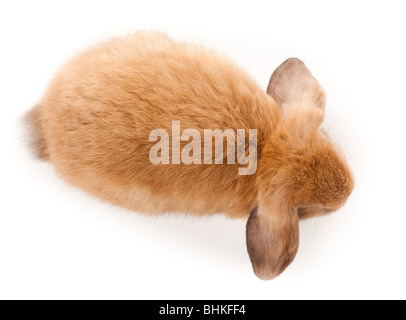 Miniature Lop, Kaninchen. Es ist auf einem weißen Hintergrund ausgeschnitten. Stockfoto