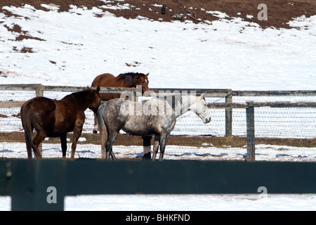 Ein Esel Grau Farbe Pferd mit zwei braune Pferde in Koralle. Im Winter mit Schnee auf dem Boden gedreht. Stockfoto