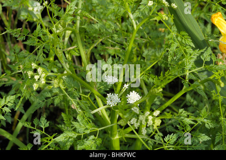 Fein-leaved Wasser-asiatische, Oenanthe aquatica Stockfoto